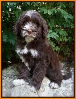Liza Camo pups 8 wks old 111