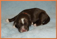 Newborn Peach Girl Liza Camo