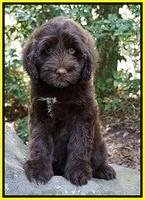 Bowen family: "Marlee"    8 week old weight: 9 lbs 7 oz