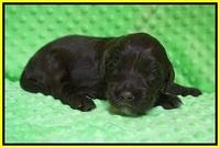 Liza Camo pups 2 wks old 251