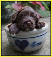 Liza Camo pups 3 wks old 311