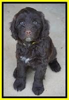 Liza Camo pups 7 wks old 451