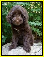 Liza Camo pups 8 wks old 2311