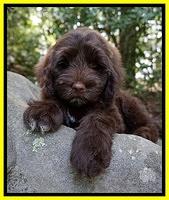 Liza Camo pups 8 wks old 4311