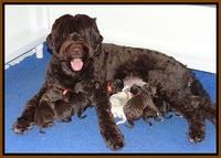 London Trace Newborn pups 11