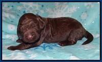 London Trace pups 1 wk old 21