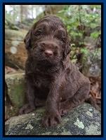 London Trace pups 3 wks old 31