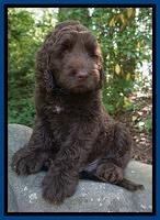 London Trace pups 4232