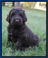London Trace pups 5 wks old 41
