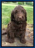 London Trace pups 6 wks old 11