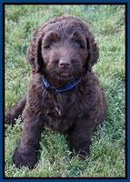 London Trace pups 7 wks old 11