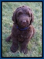 London Trace pups 7 wks old 21