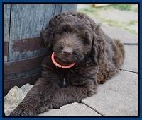 London Trace pups 7 wks old 31