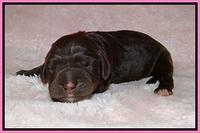 London Trace Newborn pups 71
