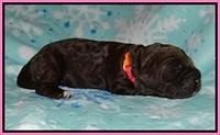 London Trace pups 1 wk old 41