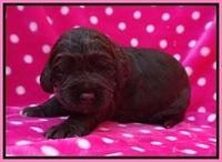London Trace pups 2 wks old 31