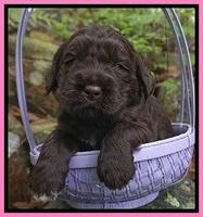 London Trace pups 3 wks old 41