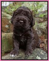 London Trace pups 3 wks old 61