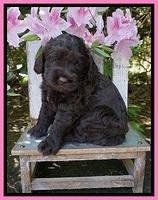 London Trace pups 4 wks old 41