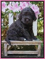 London Trace pups 4 wks old 61