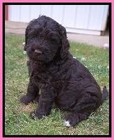 London Trace pups 5 wks old 6100