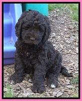 London Trace pups 7 wks old 51