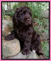 London Trace pups 8 wks old 171