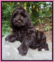 London Trace pups 8 wks old 191