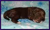London Trace pups 1 wk old 61