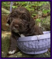 London Trace pups 3 wks old 71