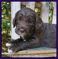 London Trace pups 4 wks old 101