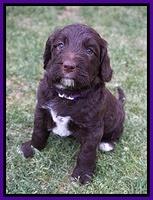 London Trace pups 5 wks old 11100