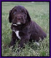 London Trace pups 5 wks old 191