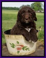 London Trace pups 6 wks old 111
