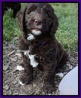 London Trace pups 7 wks old 101