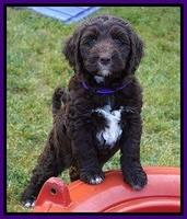 London Trace pups 7 wks old 91