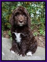 London Trace pups 8 wks old 121