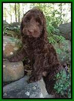 London Trace pups 10232