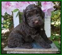 London Trace pups 4 wks old 131