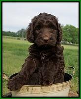 London Trace pups 6 wks old 151
