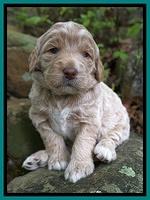 London Trace pups 3 wks old 181