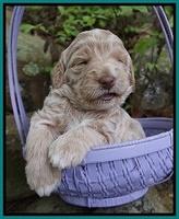 London Trace pups 3 wks old 211