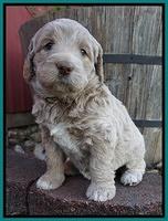 London Trace pups 5 wks old 91