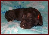 London Trace pups 1 wk old 121