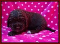 London Trace pups 2 wks old 81