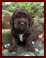 London Trace pups 3 wks old 161