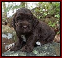 London Trace pups 3 wks old 171
