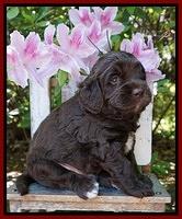 London Trace pups 4 wks old 181