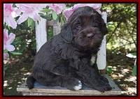 London Trace pups 4 wks old 191