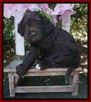 London Trace pups 4 wks old 201